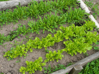 Lettuce grows in the open ground in the garden. Green Lettuce leaves on garden beds in the vegetable field. Garden with the beds of vegetables.