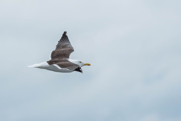 Seagull in flight