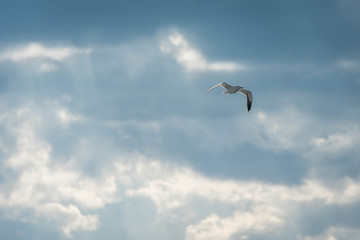 Seagull in flight
