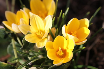 Obraz premium Endlich Frühling - Detailansicht von gelben Krokussen als erste Gäste im Garten nach dem Winter 