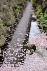 ソメイヨシノ