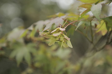 leaves in spring