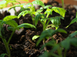 Tomato seedling in greenhouse. Selective focus. Closeup macro photo young tomato plants