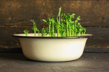 green seedling of grain (seedlings in the ground, watered) petals and stems. Food background