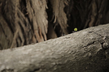 ants on tree