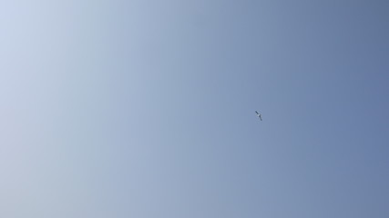 Obraz premium 하늘 갈매기