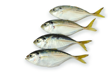 Mackerel fish isolated with clipping path.
