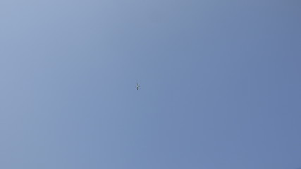 하늘 갈매기