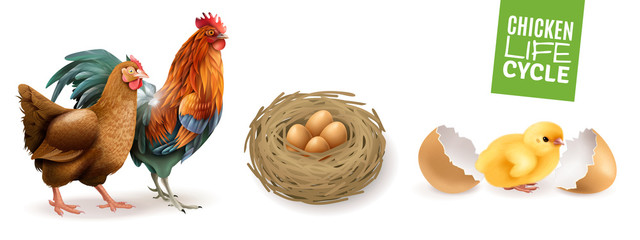 Chicken Life Cycle Set  © Macrovector