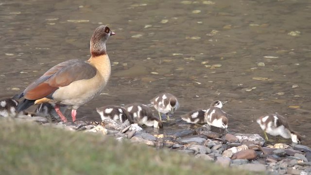 Nilgans, Egyptian goose&nbsp;(Alopochen aegyptiaca), Familie an der Mosel