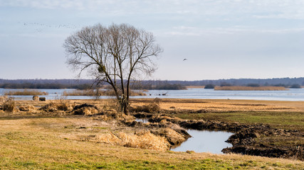 Biebrzanski Park Narodowy. Wiosna nad Biebrza. Rozlewiska Biwbrzy