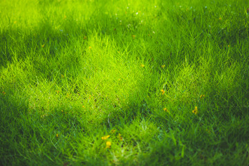 Fresh green grass background.Bright field with flower.Garden with plant on sping