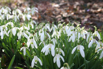 Fototapeta premium Common snowdrop flowers under sunlight in the forest. Galanthus nivalis in springtime