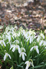 Common snowdrop flowers under sunlight in the forest. Galanthus nivalis in springtime