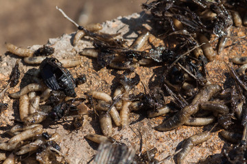 The maggots eat the remains of dead fish