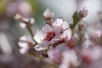 flowering almond background