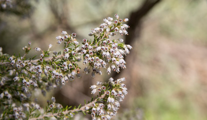 .Flora of Gran Canaria - flowering branch of Erica arborea