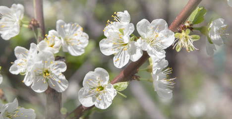 natural backgound with spring flowers