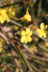 Jasminum nudiflorum in bloom. Winter jasmine bush with beautiful yellow flowers in springtime