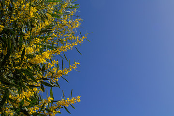 natural backgound with acacia