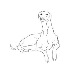 dog lies, lines, vector,