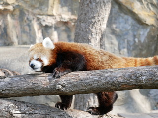 木登りするレッサーパンダ