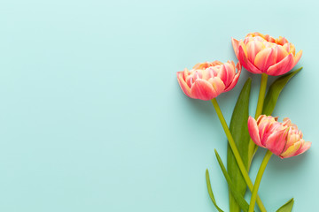 Spring flowers, tulips on pastel colors background. Retro vintage style.