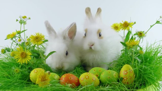 Couple of Easter bunnies and colorful eggs, eating grass, shows tongue, green grass with flowers, looped footage