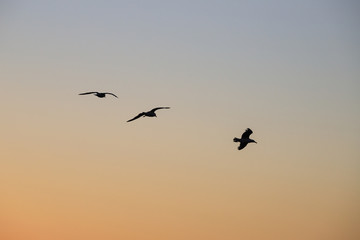 gabbiani nel cielo