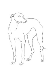 dog stands, lines, vector