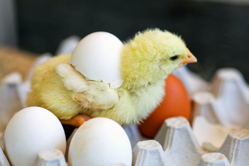 The chicken close up, hatched from egg