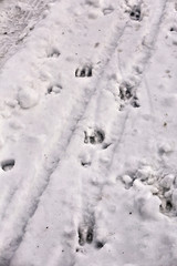 Boar footprints in the snow