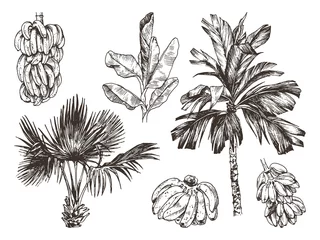 Vektorillustration der Palmen- und Bananenfruchtskizze für Design, Website, Hintergrund, Banner. Handzeichnung Blumen am Strand. Vorlage für Reise- und Urlaubstintenelemente. Getrennt auf Weiß © valeriyabtsk