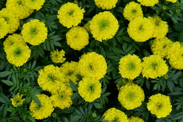 Yellow marigold, calendula for background images.