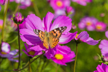 Butterfly insects flying on yellow straw Chrysanthemum