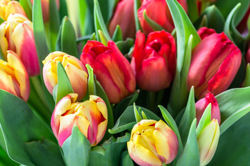 Bouquet of tulips, spring flowers background