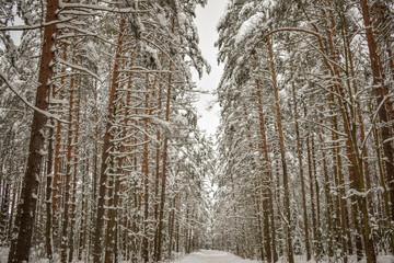 Fototapeta premium Surprisingly beautiful winter forest.