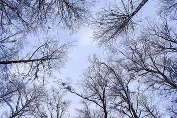 Surprisingly beautiful winter forest.