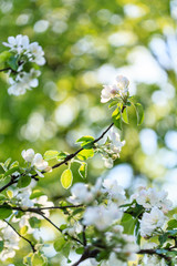 spring tree with flowers