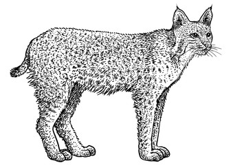 Bobcat, Lynx rufus illustration, drawing, engraving, ink, line art, vector