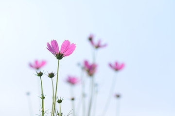 Beautiful pink sulfur cosmos flower with sky. Selective focus.