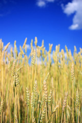 Ripe wheat ears in a field