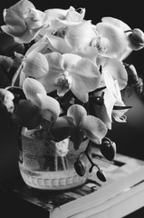 White&black orchid