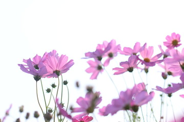 Beautiful pink sulfur cosmos flower isolated on white background. Selective focus.