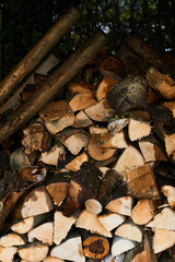 pile of logs in forest