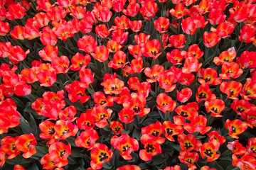 A field with many beautiful tulips.