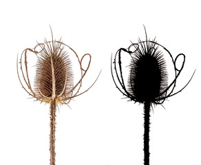 dry flower of thristle isolated on white background with black alpha mask.