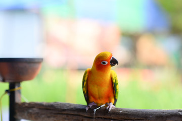 Sun conure on the wood and there is a cup of food beside.