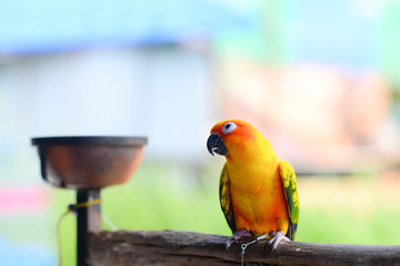 Sun conure on the wood and there is a cup of food beside.
