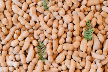 Sweet tamarind, Group of ripe tamarind pods.